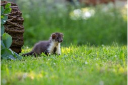 Marder Löcher im Garten: So erkennen und vertreiben Sie die Tiere tierfreundlich